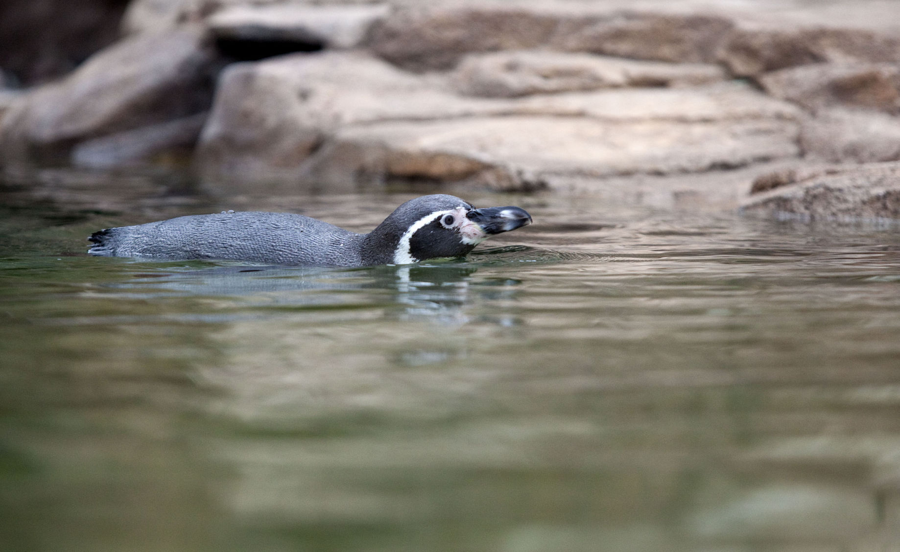 Penguin2 101613.jpg